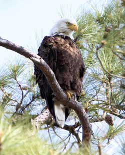 Eagle